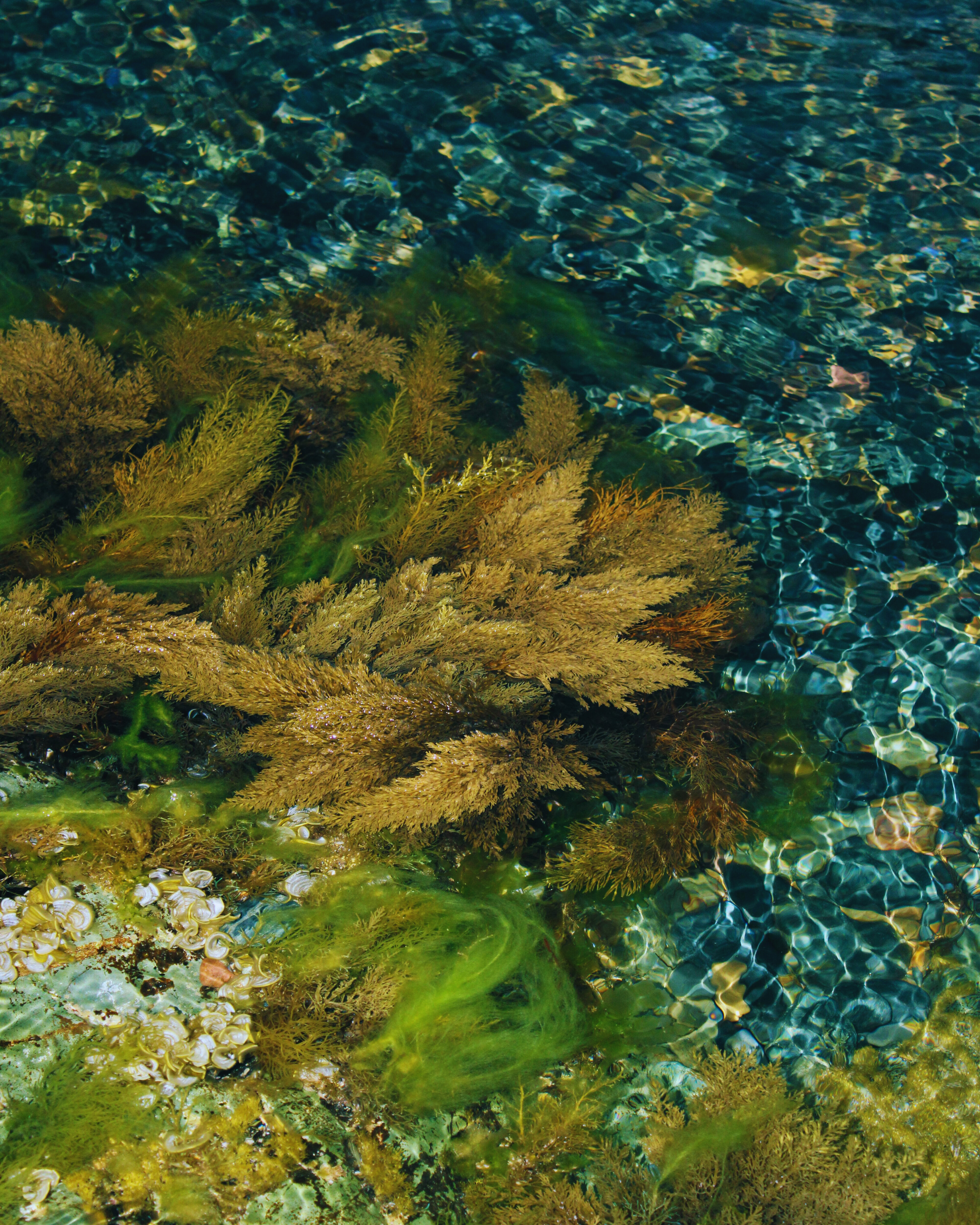 Close-up of underwater scene with seaweed and water texture